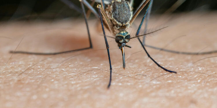 32 אנשים אובחנו כחולים בקדחת מערב הנילוס