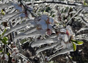 נזקי קורל נרשמו בגידולי החיטה, תפוחי האדמה והאבוקדו בגליל