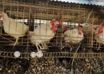 לקראת פסח: הגדלה משמעותית של מכסות ייבוא הביצים