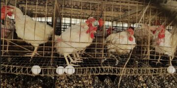 לקראת פסח: הגדלה משמעותית של מכסות ייבוא הביצים