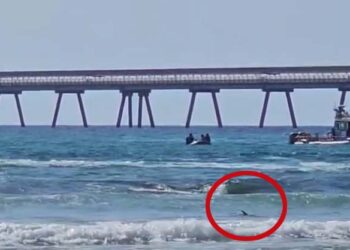 חשש כבד לחיי צוללן שהותקף ע”י כריש בחדרה