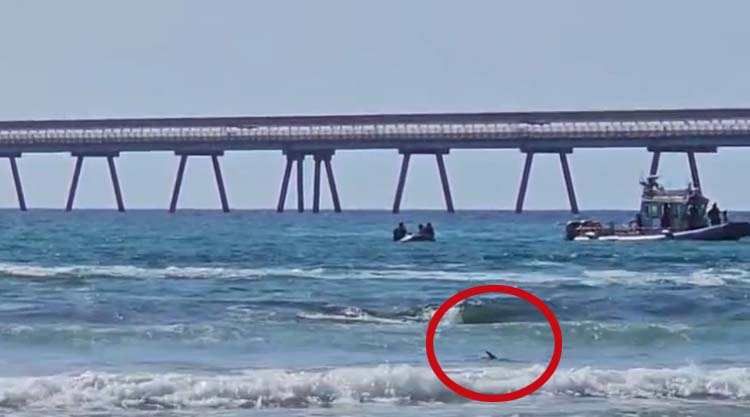 חשש כבד לחיי צוללן שהותקף ע"י כריש בחדרה