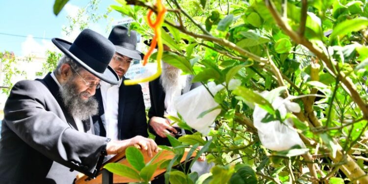 רב העיר בני ברק הרב בן שמעון בברכת האילנות