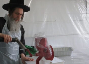 כ”ק האדמו”ר מאונגוואר שליט”א בטחינת חיטים