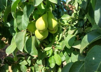 יבול האגסים השנה צפוי לעמוד על כ- 16.5 אלף טון