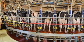 הרבנים הראשיים שללו את ההצעה לפתיחת המחלבות בשבת