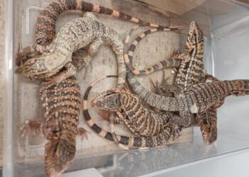 תושב בני ברק ניסה להבריח כ-200 בעלי חיים במזוודה