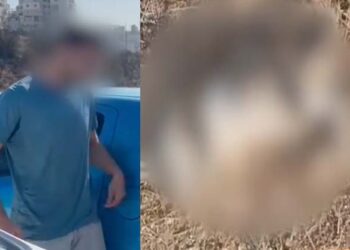 מודיעין עילית: נעצר חשוד בהריגת חתול