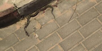 אלעד: צעיר הוכש ע”י נחש – מצבו יציב