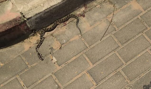 אלעד: צעיר הוכש ע”י נחש – מצבו יציב